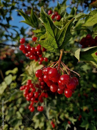 red berries on a bush