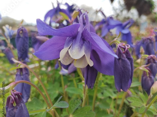 Aquilegia caerulea 'Spring Magic Navy & White'