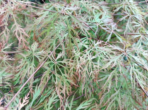 Acer palmatum var. dissectum 'Baldsmith'