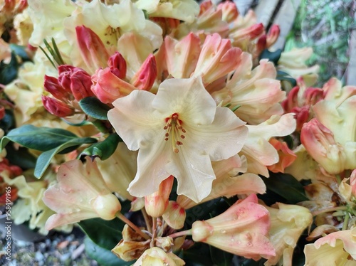 Rhododendron yakushimanum 'Nancy Evans'