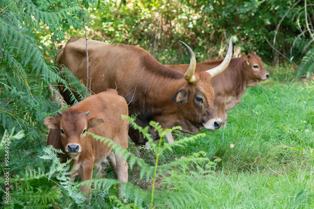 Cachena Cattle Grazing in Lush Green Forest Cachena Cattle Grazing in Lush Green Forest