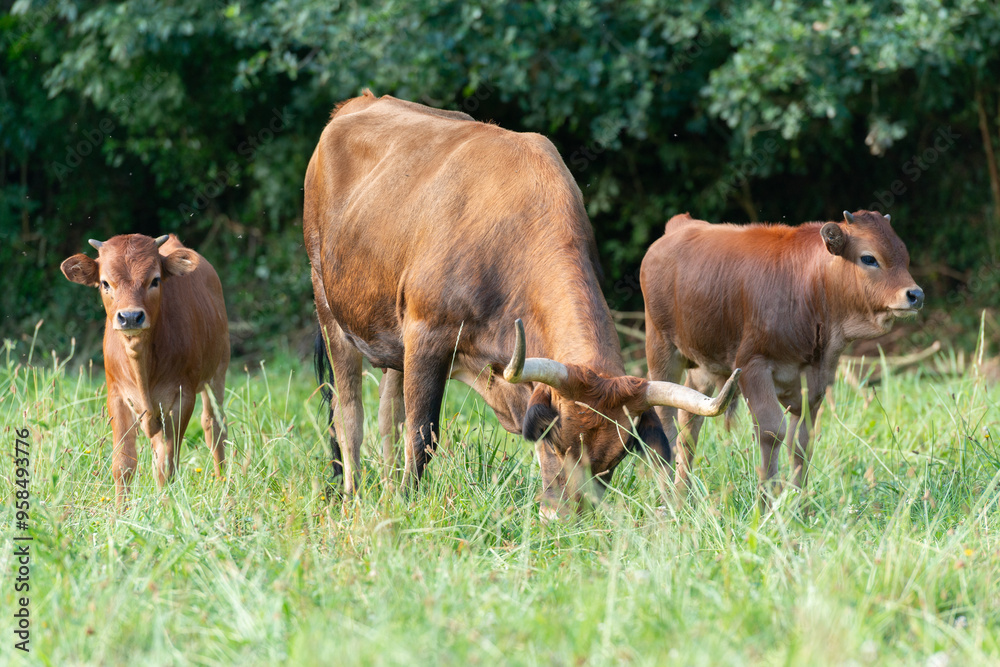 Cachena Cow and Calf Grazing in a Green Field Cachena Cow and Calf Grazing in a Green Field