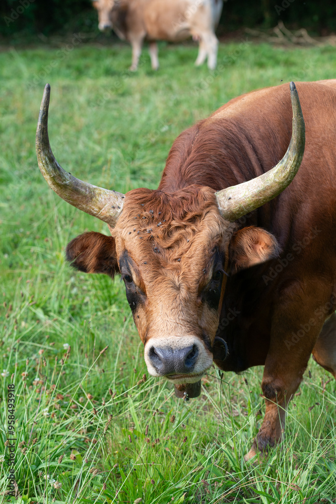 Cachena cow with distinctive long horns in a field Cachena cow with distinctive long horns in a field