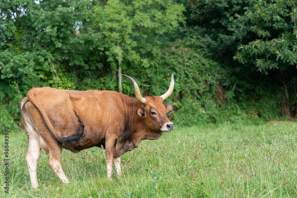 Majestic Cachena cow grazing in green pasture Majestic Cachena cow grazing in green pasture