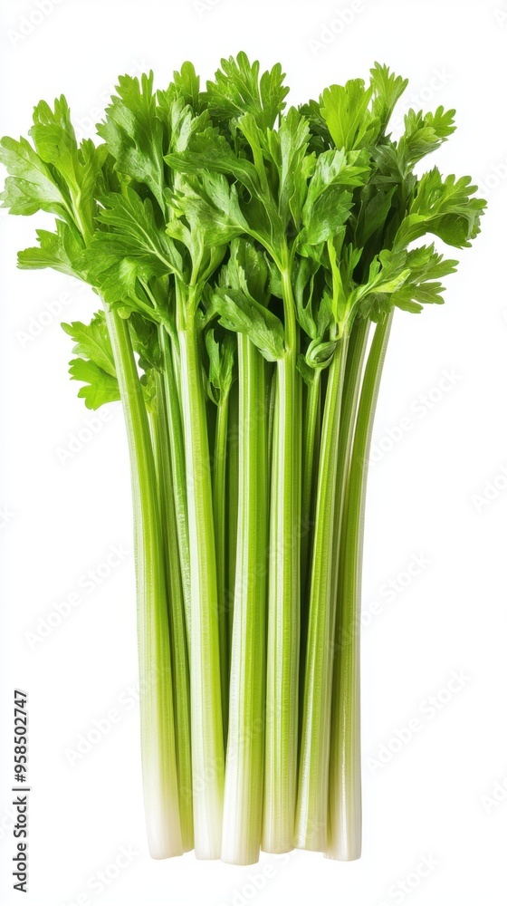 Fresh Green Celery Stalks Isolated on White Background. Fresh Green Celery Stalks Isolated on White Background.