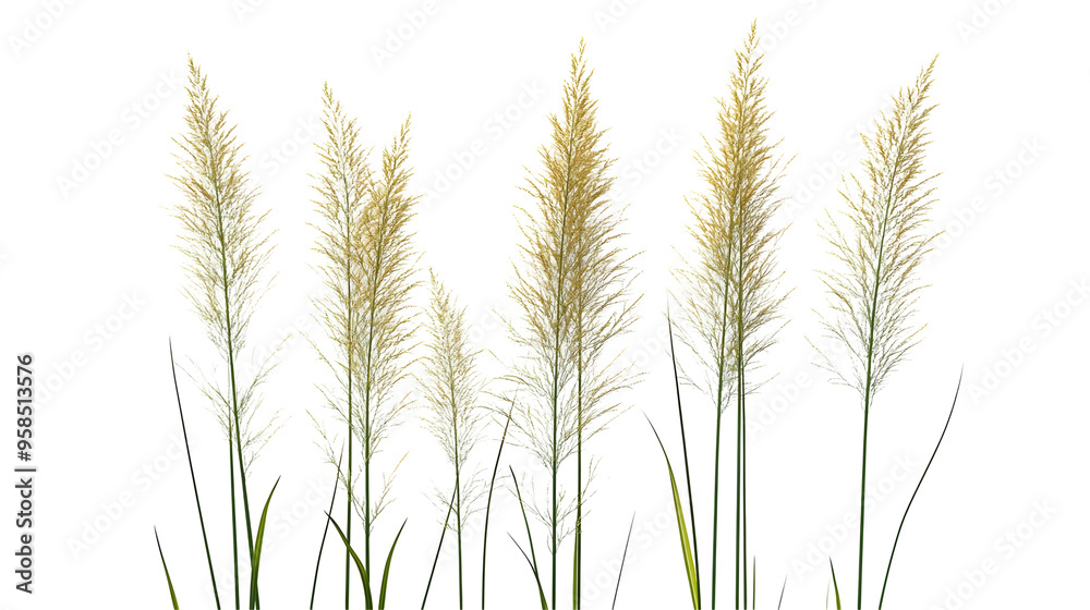 Tall Grass Stalks with Feathery Seed Heads Blowing in the Wind Isolated on Transparent Background