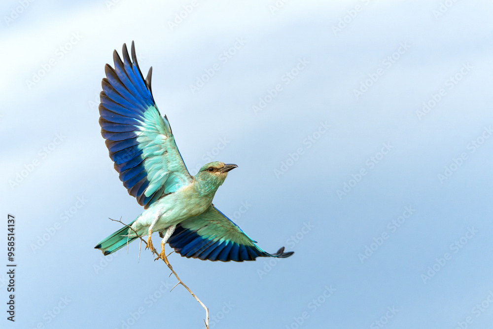 Obraz premium European Roller (Coracias garrulus) flying away from the top of a bush in Kruger National Park in South Africa