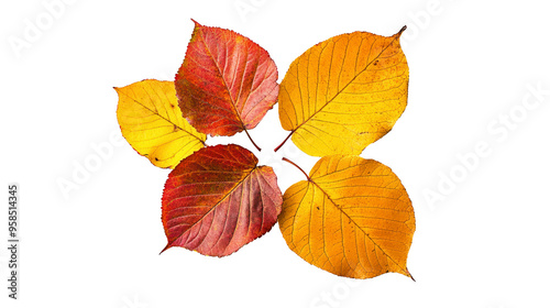 Five autumn leaves arranged in a star pattern on a white background, displaying vibrant shades of yellow, orange, and red.