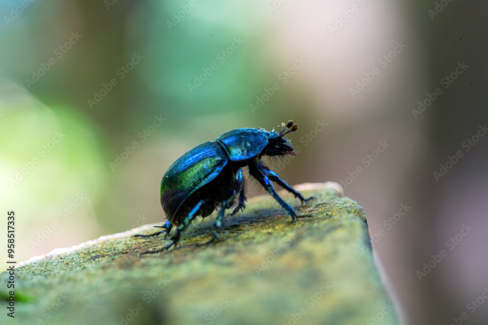 Beetle on a rock in the forest. Macro photography. Beetle on a rock in the forest. Macro photography.