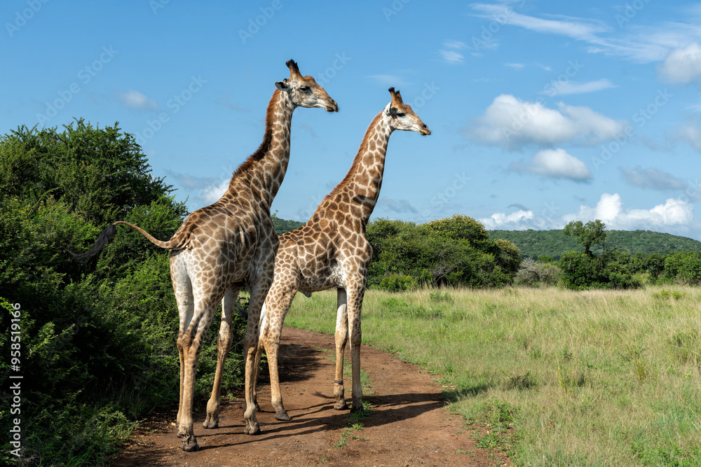 Giraffe in the green season in Zuka Private Game Reserve in Kwa Zulu Natal close to Mkuze in South Africa Giraffe in the green season in Zuka Private Game Reserve in Kwa Zulu Natal close to Mkuze in South Africa