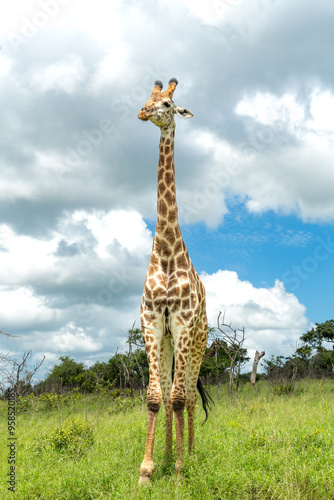 Giraffe in the green season in Zuka Private Game Reserve in Kwa Zulu Natal close to Mkuze in South Africa      photo