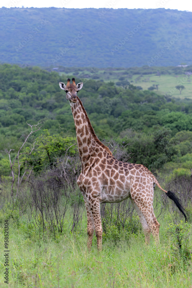 Obraz premium Giraffe in the green season in Zuka Private Game Reserve in Kwa Zulu Natal close to Mkuze in South Africa 