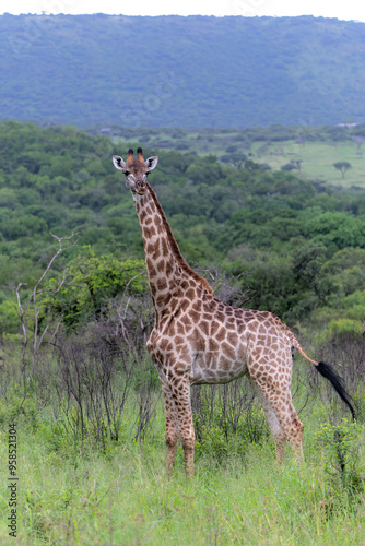 Giraffe in the green season in Zuka Private Game Reserve in Kwa Zulu Natal close to Mkuze in South Africa      photo