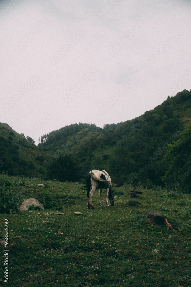 Naklejka premium horse in the mountains