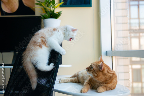 Two cats sort things out at home. A kitten and an adult cat are fighting or playing in the owner's workplace