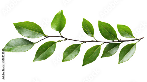 Green Leafy Plant Branch on Transparent Background