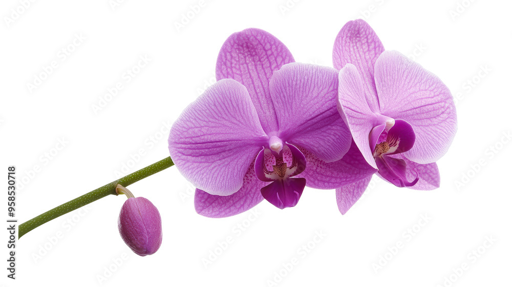 Obraz premium This image features a blooming purple orchid with two open flowers and one bud, showcasing its delicate, vibrant petals against a white background.
