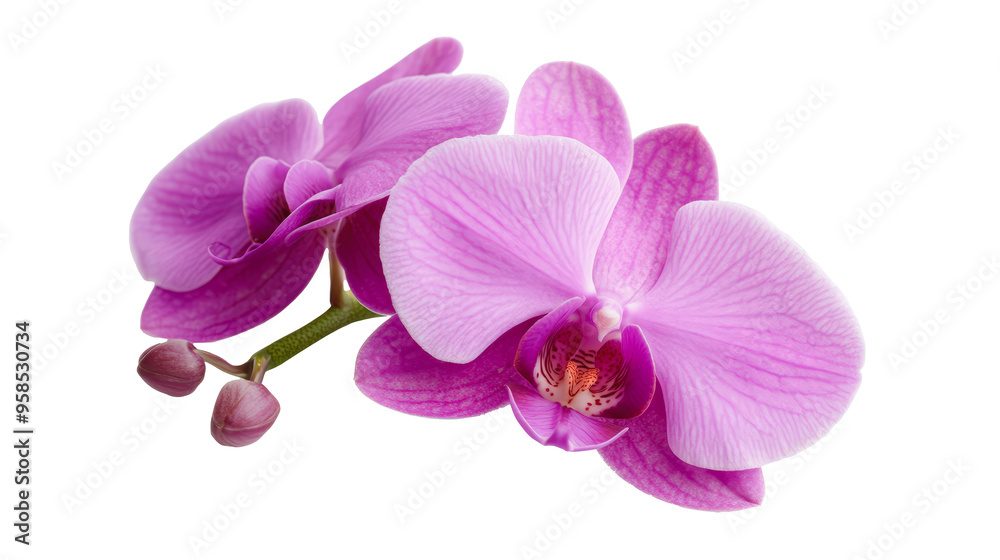 Two vibrant purple orchids bloom beautifully against a clean white background, showcasing their delicate petals and intricate details. Perfect representation of natural elegance. Two vibrant purple orchids bloom beautifully against a clean white background, showcasing their delicate petals and intricate details. Perfect representation of natural elegance.