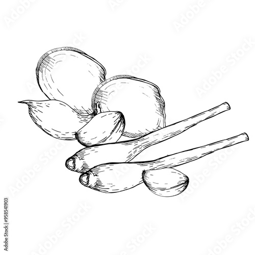 Ink ginger slices, garlic and lemongrass branches graphics composition. Hand drawn line art, food doodle black painting for product packing, kitchen, meu design. Silhouette eating and condiment.