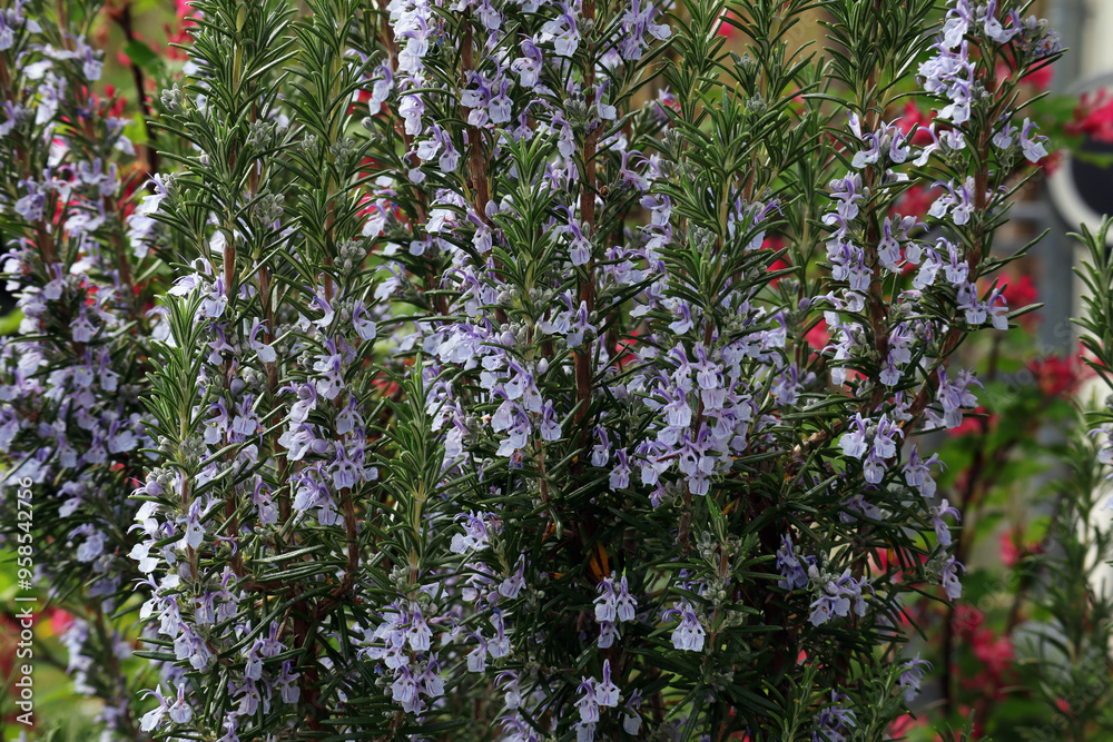 Rosmarin, Kräuter, Heilpflanze, Blüten, Strauch, Rosmarin, Kräuter, Heilpflanze, Blüten, Strauch,