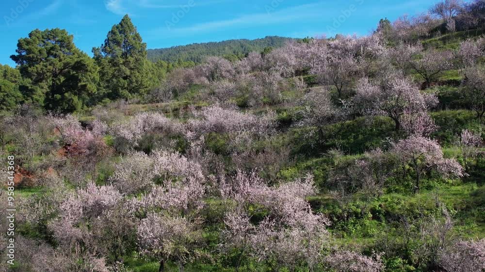 Aerial of spring blooming almond trees in small mountain village on La Palma island Canary Aerial of spring blooming almond trees in small mountain village on La Palma island Canary