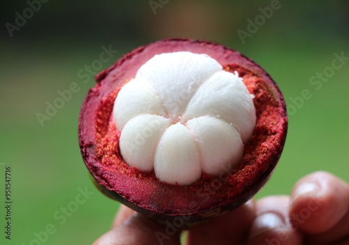The mangosteen fruit is fresh and sweet in the hand of gardener.