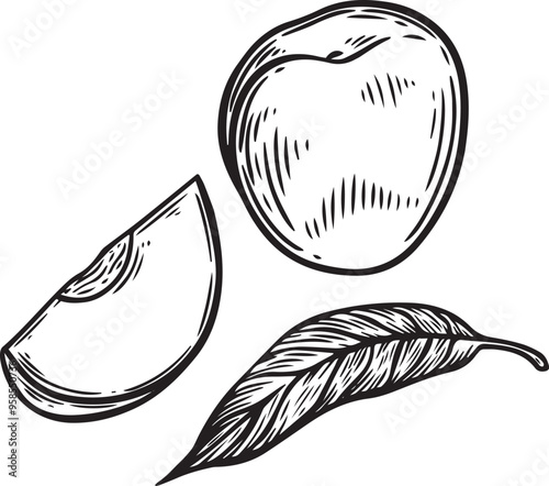 Peach slice line drawing isolated on white background.