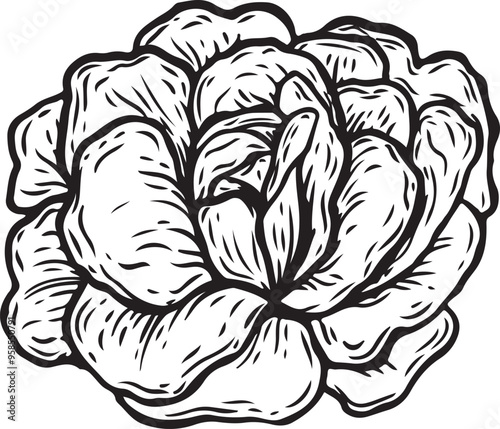 Engraved lettuce salad vector illustration.