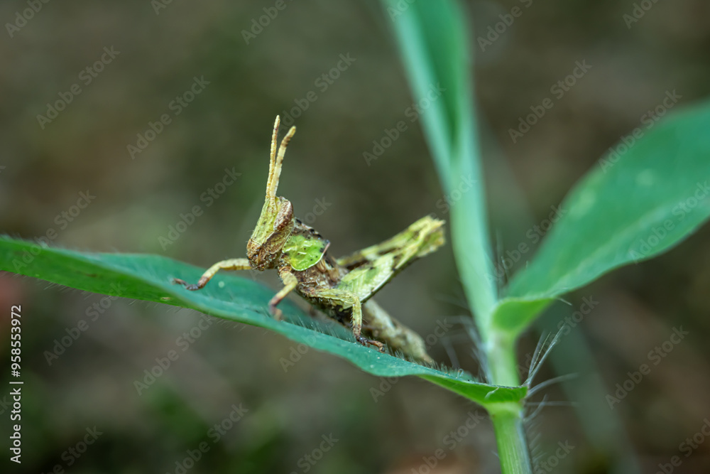 short horned grasshopper perched on green grass short horned grasshopper perched on green grass