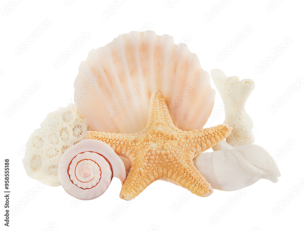 Group of starfish, shells and corals isolated on white background Group of starfish, shells and corals isolated on white background