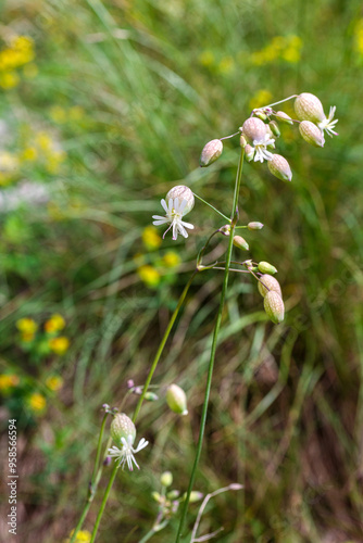 Blossoms of bladder campion also named Silene vulgaris photo