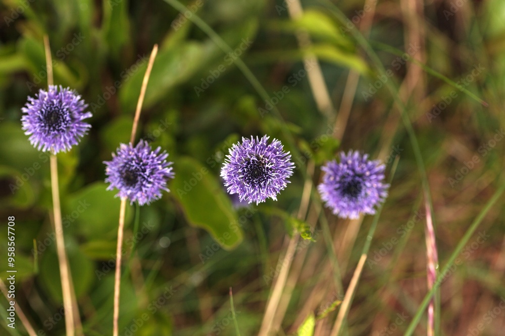Indigo colored blossom Globularia vulgaris flowers Indigo colored blossom Globularia vulgaris flowers