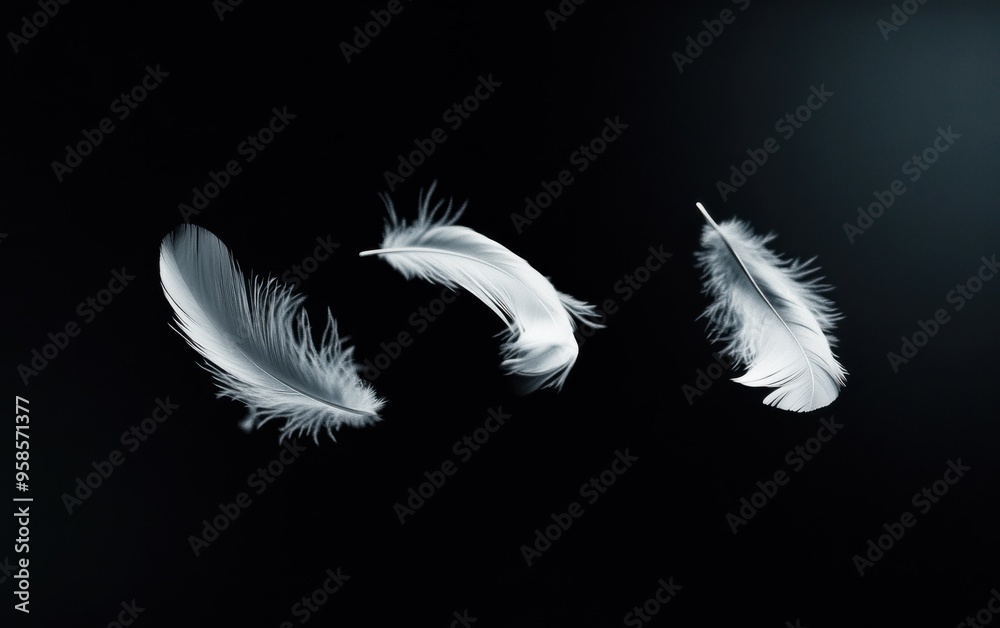 Obraz premium three delicate white feathers floating isolated on a black background