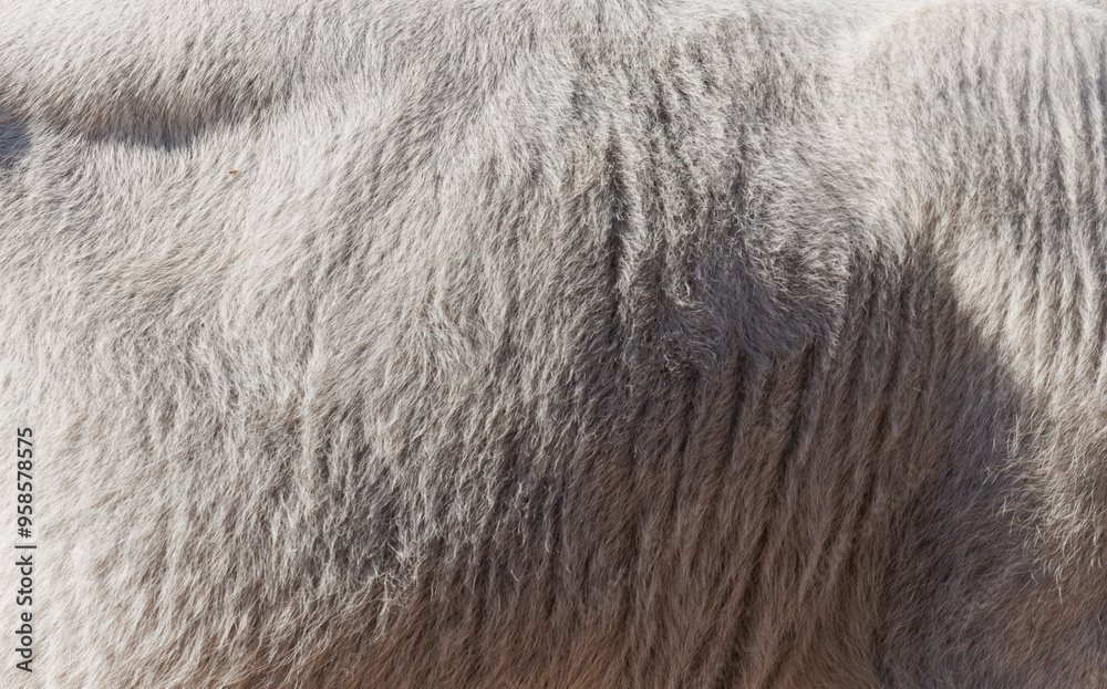 The texture of the skin and wool of a pig, horse, cow, sheep. Background for design. The texture of the skin and wool of a pig, horse, cow, sheep. Background for design.