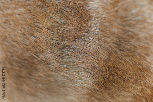 Wallpaper Mural The texture of the skin and wool of a pig, horse, cow, sheep. Background for design. Torontodigital.ca