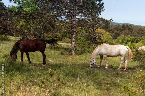 Grazing horses on pasture