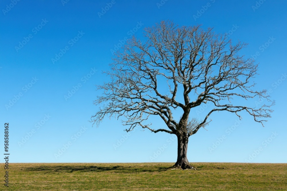 A lone bare-branched tree stands against a clear blue sky A lone bare-branched tree stands against a clear blue sky