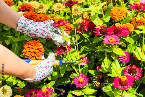 Fototapeta Naklejka Na Ścianę i Meble -  man wearing gardening gloves cutting zinnia flower with scissors. zinnia flowers in a summer garden. 