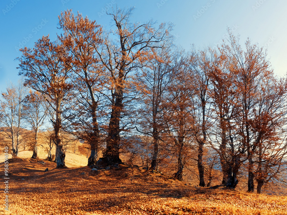 A group of bare autumn trees stands on a leaf-covered hillside under a clear blue sky. The golden sunlight enhances the warm tones of the fallen leaves and the trees' remaining foliage. A group of bare autumn trees stands on a leaf-covered hillside under a clear blue sky. The golden sunlight enhances the warm tones of the fallen leaves and the trees' remaining foliage.