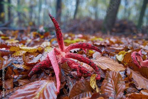 A close-up of Clathrus archeri (Lysurus archeri, Anthurus archeri, Pseudocolus archeri), commonly known as octopus stinkhorn or devil's fingers in the autumn forest photo