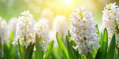 Clean spring background with white hyacinth Tilted Angle, garden, blossom, fresh, background, blooming, white, plant, green, fragrance, bright, serene, clean, fresh air, elegance photo