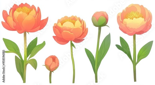 Watercolor set of red and white peonies on white background, collection garden flowers, leaves. Peony bud and leaf.