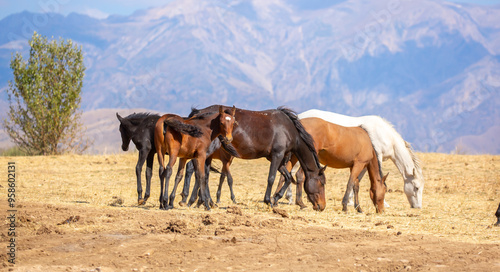 A herd of horses graze in the meadow in summer, eat grass, walk and frolic. Pregnant horses and foals, livestock breeding concept.