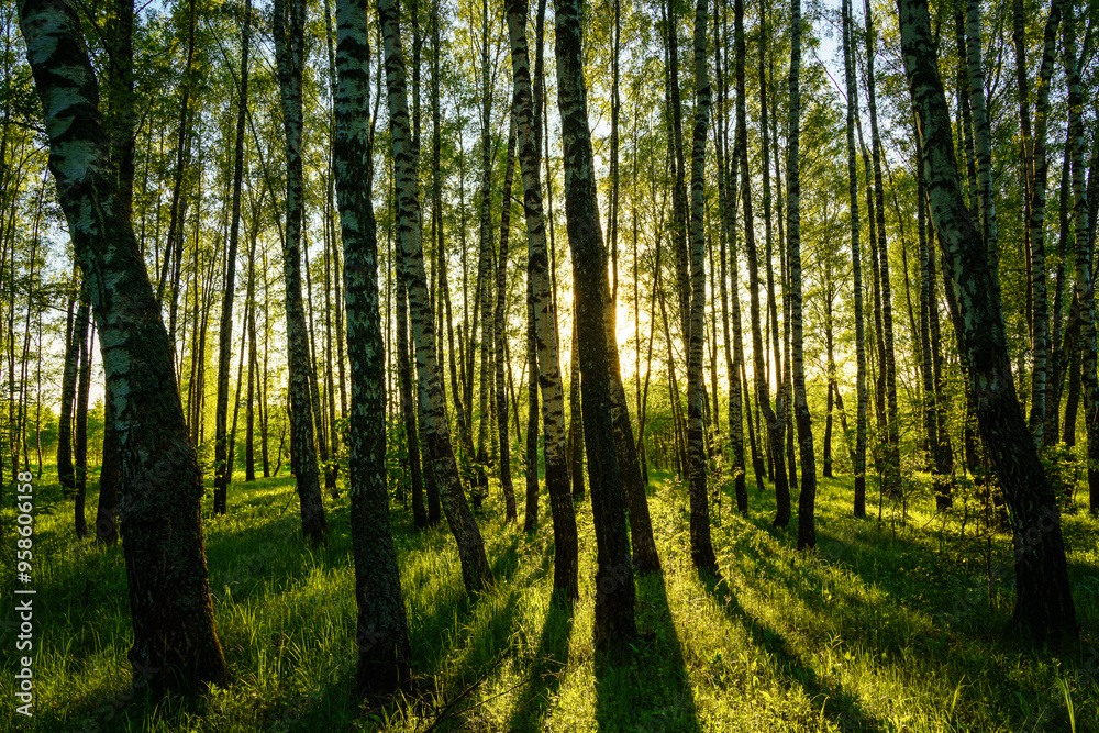 Grove of birches with young green leaves at sunset or sunrise in spring or summer. Grove of birches with young green leaves at sunset or sunrise in spring or summer.