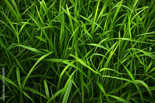 Green Grass Blades Close-Up