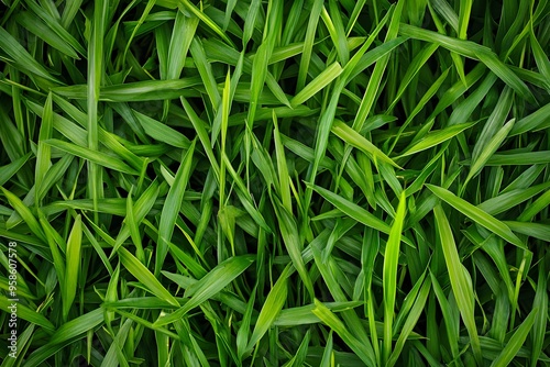 Closeup of Lush Green Grass Blades