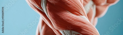Detailed close-up of human muscle structure, showcasing texture and anatomy, ideal for educational and medical purposes.