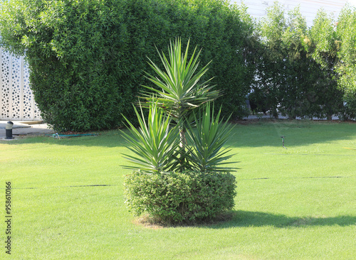 decorative palm tree at the resort