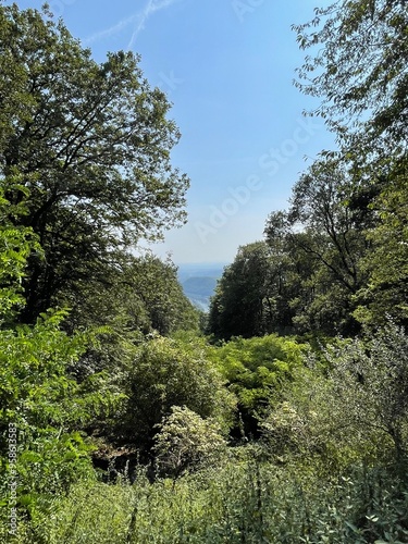 Forest, Window, Blue Sky