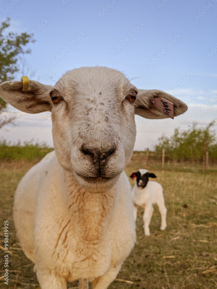 Obraz premium Sheep